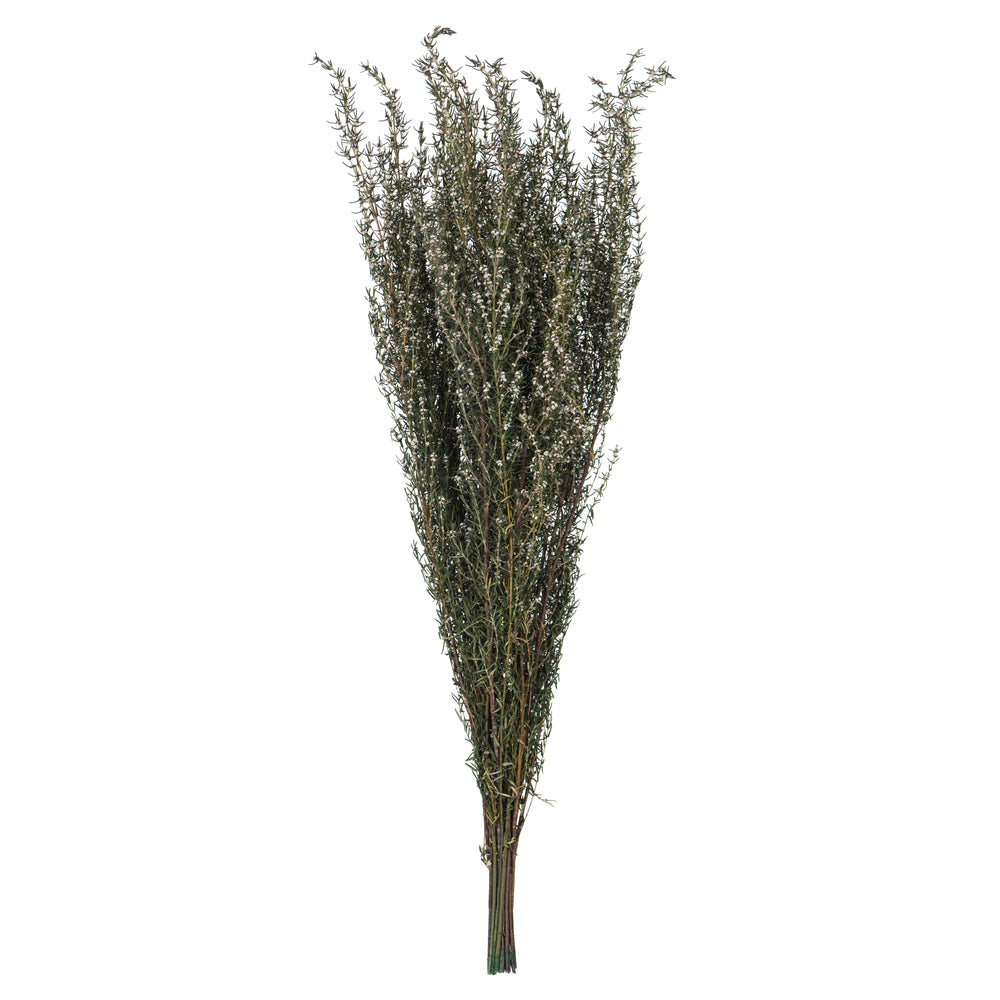 Grabia Preserved Stem Dried Floral