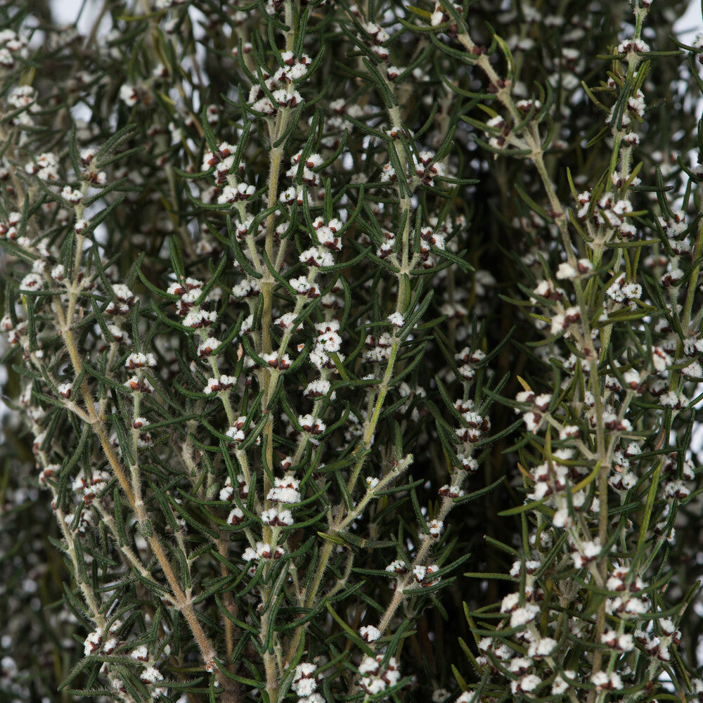 Grabia Preserved Stem Dried Floral